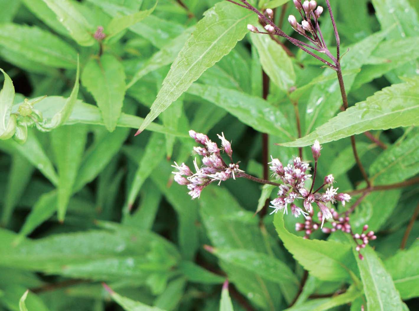 四、野生蔬菜資源蘊(yùn)藏了可貴的揮發(fā)油和芳香物質(zhì)